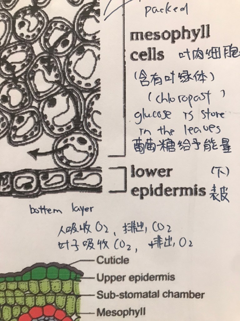 Close Up Detail Of Annotation in English and Mandarin